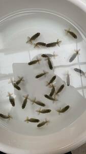 [ Old ] black .25 pcs all fish four . tail 4 month 1 day ..