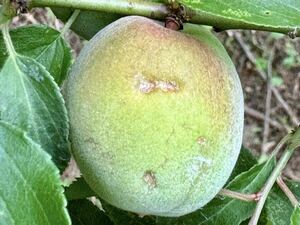 紀州田辺の南高梅　今年は雹によるキズが多数あります　シロップや梅酒用に1kg 400円にてご提供　22日から発送開始