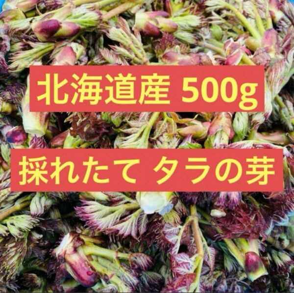 【北海道 道東産】タラの芽 採れたて 天然 500g 本日5月18日 朝採取