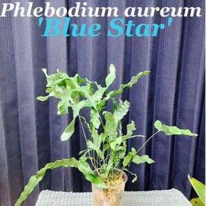 Phlebodium aureum 大型パルダリウム　フレボディウム　シダ植物　ポリポジウム　