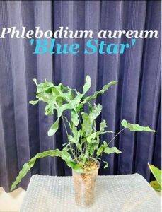 Phlebodium aureum 大型パルダリウム　フレボディウム　シダ植物