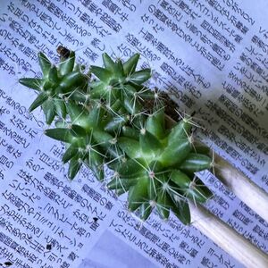 サボテン　多肉植物