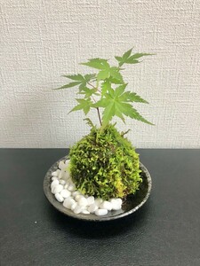 イロハモミジの苔玉　小石お皿付き　58