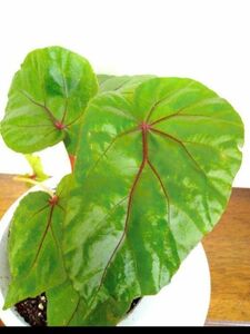 ベゴニア ハンデリー Begonia handelii