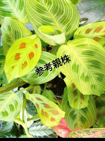 超希少Maranta light veins マランタ