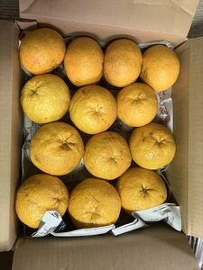 ◇　甘夏みかん 家庭用　約10ｋｇ (2)　◇