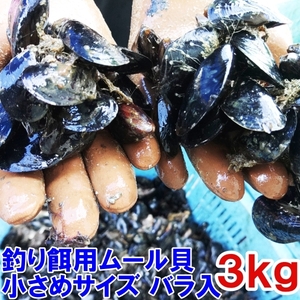 小さめサイズ 送料無料 釣り餌に★ムラサキイガイ小さめ３ｋｇ 冷凍品イガイ カラス貝 ムール貝 釣りエサクロダイ 黒鯛 チヌ 石鯛★