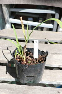  lemon grass seedling 7 including carriage 