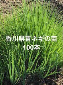 香川県青ねぎの苗　100本