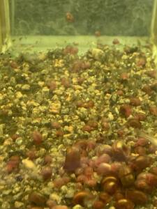 レッドラムズホーン　50匹　　　苔処理　残餌処理　水槽の掃除屋さん　繁殖力抜群　金魚水槽に