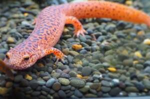  red salamander 