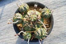 ◎特選　Euphorbia valida　ユーフォルビア・バリダ　仔吹き株　　コーデックス　塊根植物_画像6
