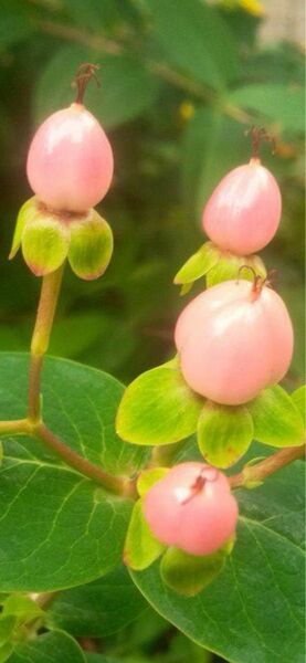 ヒペリカム　ピンク　生育旺盛。とても丈夫で育てやすいです。花も身も楽しんで。切り花にもなります。