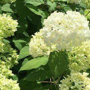 アナベル　花が大きくて見応えがあります。毎年咲きます。ドライにしても素敵。とても丈夫で育てやすい。花が風にゆらゆらとても可愛いです