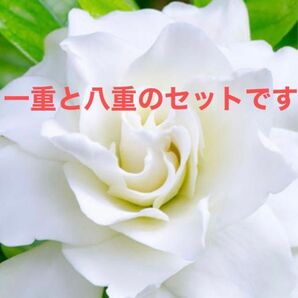 クチナシ　葉の形が違うのでどちらかが単重でどちらかが八重だと思います。2苗セットで。いかがですか？