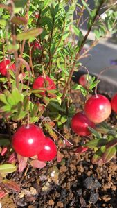 クランベリー　とても丈夫で育てやすいです。毎年株が大きくなります。真っ赤な可愛い実がたくさんなります。暑さ寒さにとても強いです。