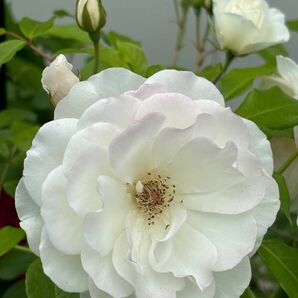 アイスバーグ　白　とても香りの良いバラです。花付きもいいです。他の色と混色するととても素敵。もちろん白薔薇だけでも素敵です。