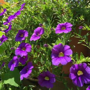 ミニペチュニア　毎年大きくなり、たくさんの花を咲かせてくれます。丈夫で育てやすい。ちび苗です。