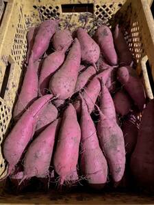 10kg... is .. earth attaching less selection another sweet potato agriculture house direct delivery Kumamoto prefecture large Tsu block free shipping 