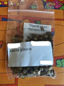 Adenia glauca　アデニア グラウカ　種　6粒