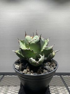 アガベ チタノタ ブラックアンドブルー　Agave titanota Black & Blue多肉植物 