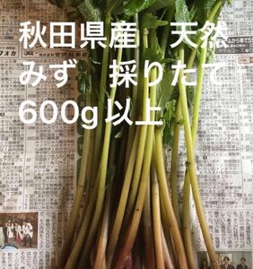 秋田県産　山菜　天然　みず　採りたて　600g以上