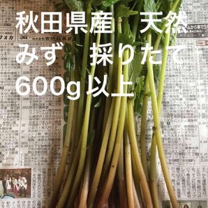 秋田県産　山菜　天然　みず　採りたて　600g以上