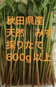 秋田県産　山菜　天然　みず　ミズ　採りたて　600g以上