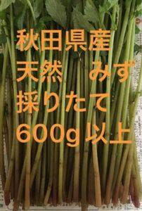 秋田県産　山菜　天然　みず　ミズ　採りたて　600g以上