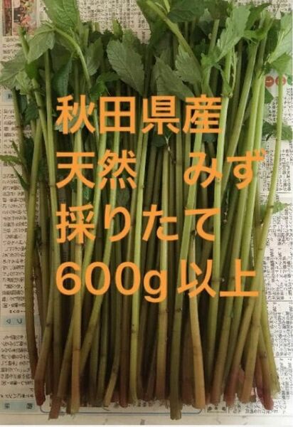 秋田県産　山菜　天然　みず　ミズ　採りたて　600g以上　