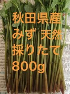 秋田県産　山菜　天然　みず　ミズ　採りたて　800g