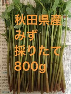 秋田県産　山菜　天然　みず　ミズ　採りたて　800g
