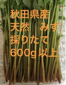 秋田県産　山菜　天然　みず　ミズ　採りたて　600g以上