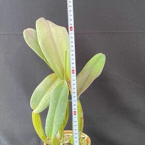 洋蘭カトレア原種(オリジナル株) C.labiata ‘Juliana’ SM/JOGA sp-c51の画像3