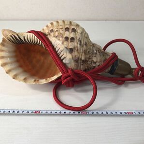ほら貝 35cm 山伏道具 和楽器 法螺貝 の画像8