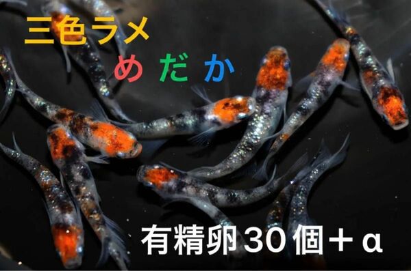 極上三色ラメメダカ　有精卵30個＋α