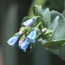 【珍味】 メルテンシア マリティマ　オイスターリーフ　ハーブ　宿根草　山野草_画像2