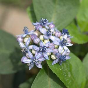 【常緑】 常山アジサイ 碧のひとみ　山紫陽花　樹木　宿根草　山野草