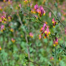 【バイカラー】 コリダリス センペルビレンス　宿根草　山野草_画像1