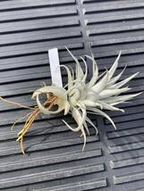 Tillandsia gardneri var. rupicola_画像8