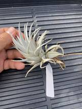 Tillandsia gardneri var. rupicola_画像6