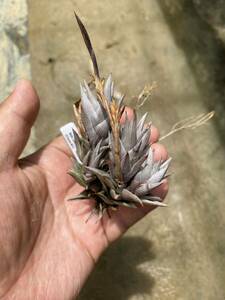 Tillandsia peiranoi