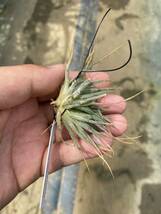 Tillandsia ionantha ‘Monstrose’_画像5