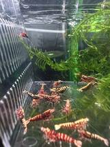渚shrimp RED GALAXY 水槽内丸ごと30匹以上　水槽リセットの為_画像2