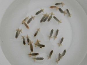 *[emukei] this year fish 4.5-5.5cm 28 pcs set excellent system (K2) animation *