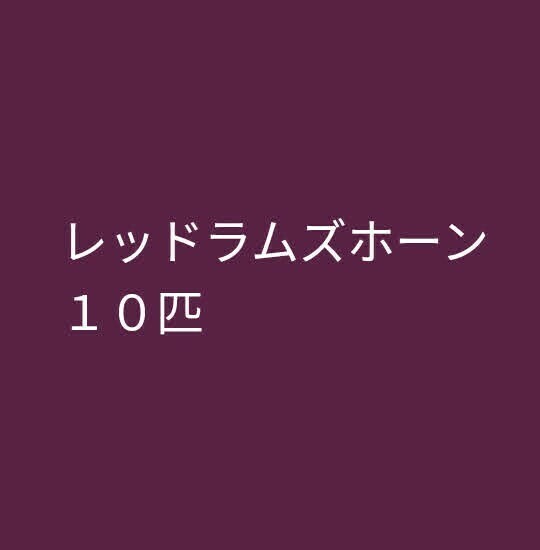 レッドラムズホーン　１０匹　ランダムサイズ　メダカ　貝　水草　アクアリウム