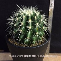 アロエマニア倶楽部 仙人掌 サボテン 金シャチ 金鯱 きんしゃち 無菌 実生 多肉植物 観葉植物 自社AMK_画像3