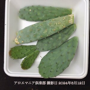 オオマルボン オプンチア属 大型宝剣 おおまるぼん 大丸盆 opuntia robusta f.belen ロブスタ 自社AMK ウチワサボテン 観葉植物 多肉植物