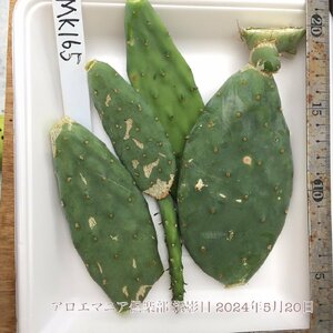 オオマルボン オプンチア属 大型宝剣 おおまるぼん 大丸盆 opuntia robusta f.belen ロブスタ 自社AMK ウチワサボテン 観葉植物 多肉植物