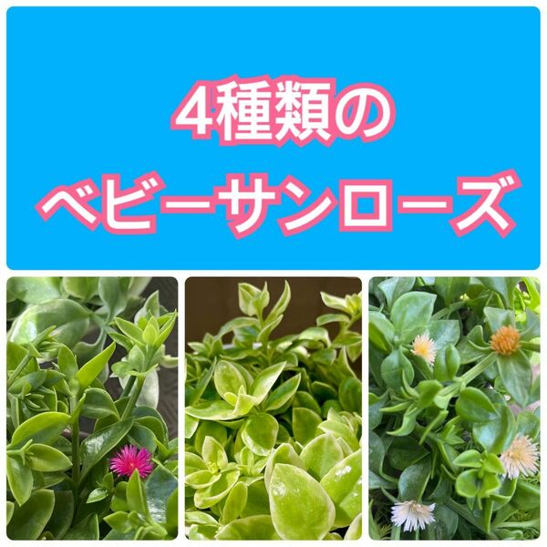 4種類　ベビーサンローズ　赤花　黄花　白花　斑入り　多肉植物